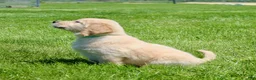 Golden Retriever dogs for sale: Fred - Ad 5