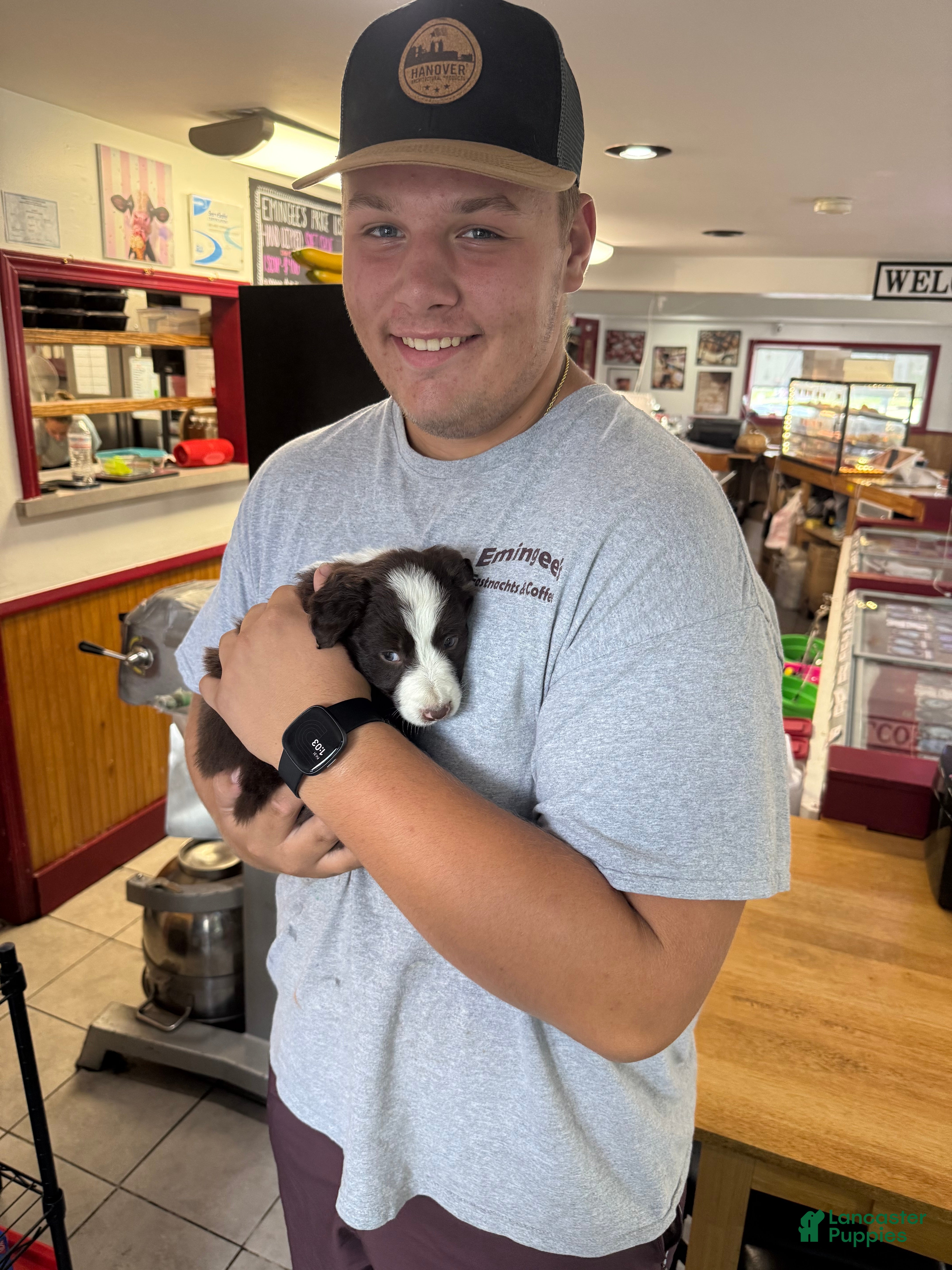 Border Collie dogs Brodie - Ad 2
