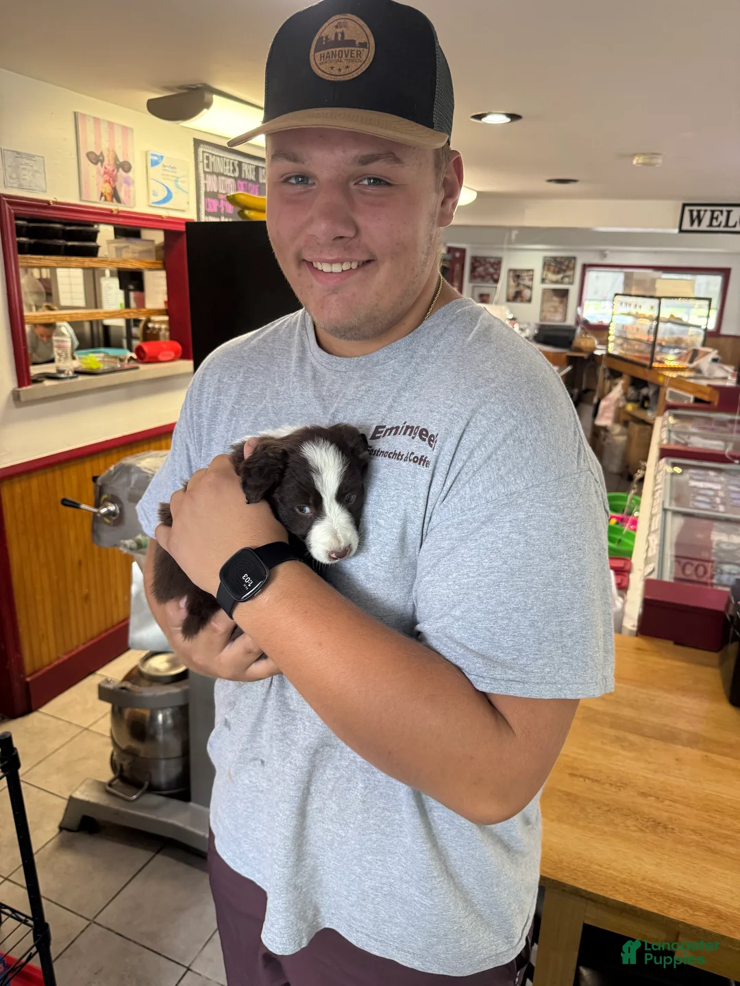 Border Collie dogs for sale: Brodie - Ad 2
