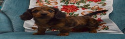 Dachshund dogs for sale: Michael  - Ad 1
