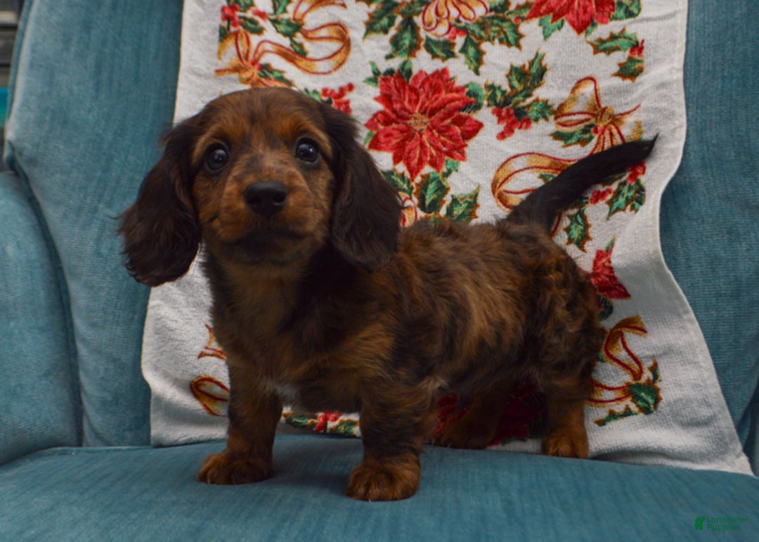 Dachshund dogs for sale: Michael  - Ad 1