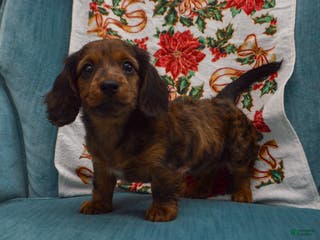Dachshund dogs for sale: Michael - Ad 2