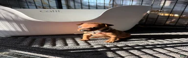 Miniature Pinscher 1