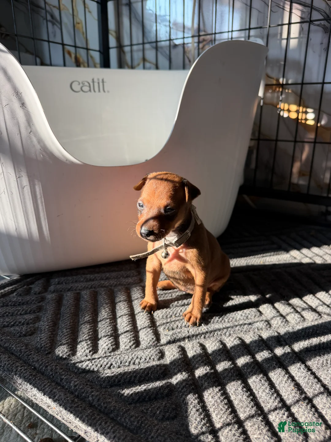Miniature Pinscher dogs for sale: Miniature Pinscher 1 - Ad 1