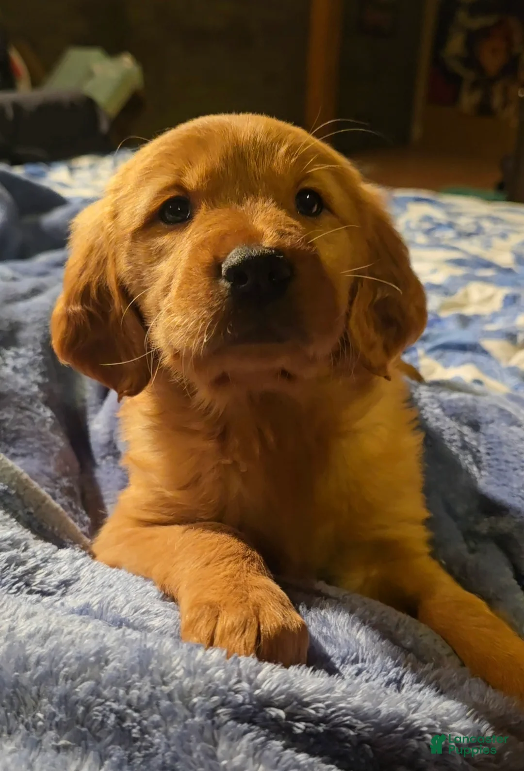 Golden Retriever dogs for sale: "Gracie" Red Girl - Ad 2