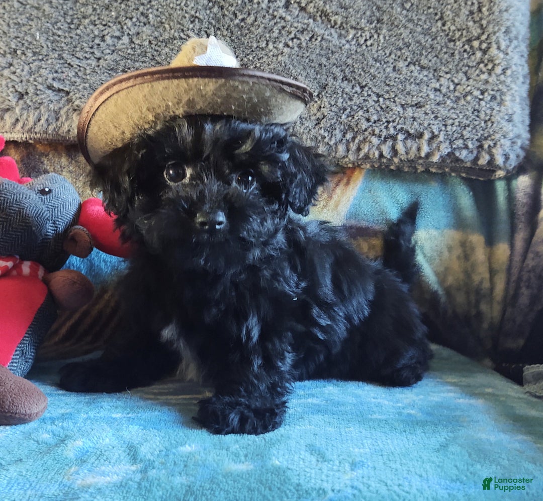 Maltipoo dogs for sale: Archie - Ad 4