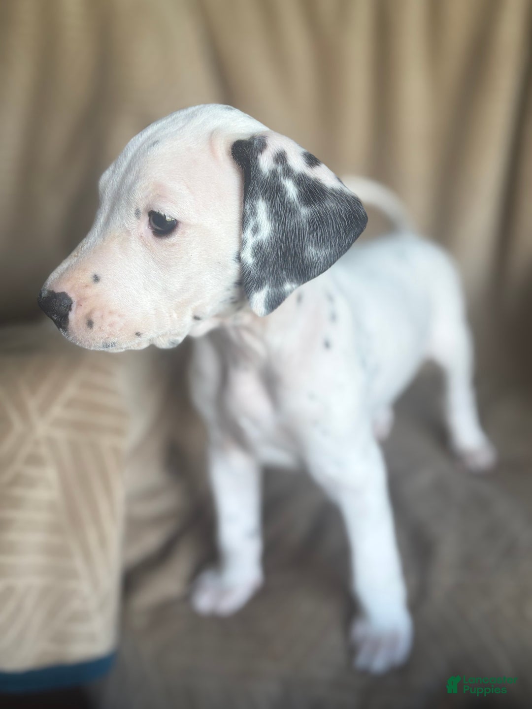 Mixed Breed dogs for sale: Jane - Ad 7