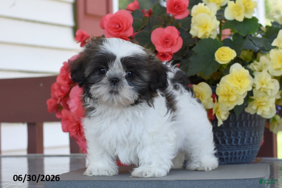 Shih Tzu dogs Minnie - Ad 2