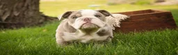 English Bulldog dogs for sale: Nate English Bulldog Puppy  - Ad 4