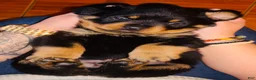Rottweiler dogs for sale: Prince - Ad 2