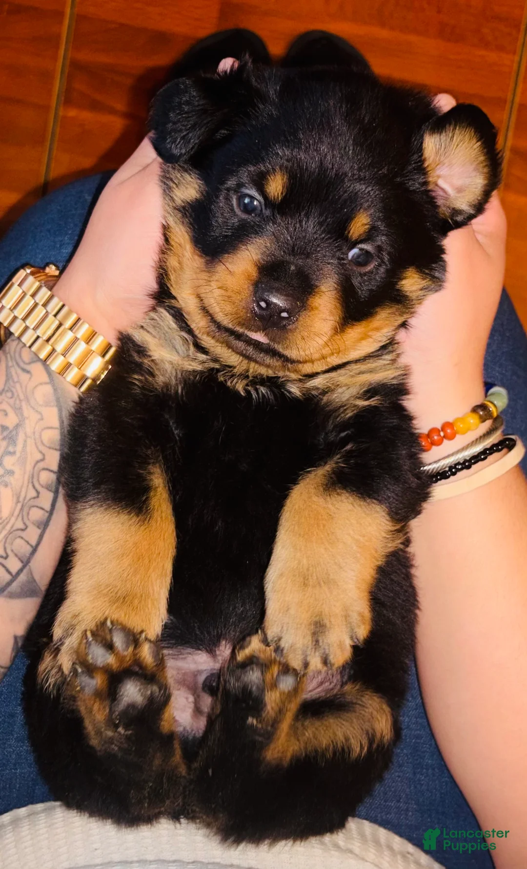 Rottweiler dogs for sale: Prince - Ad 2