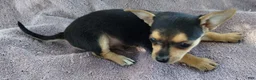Mixed Breed dogs for sale: Boy - Ad 7