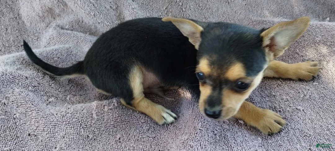 Mixed Breed dogs for sale: Boy - Ad 7