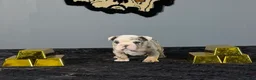 English Bulldog dogs for sale: English Bulldog 2 - Ad 4