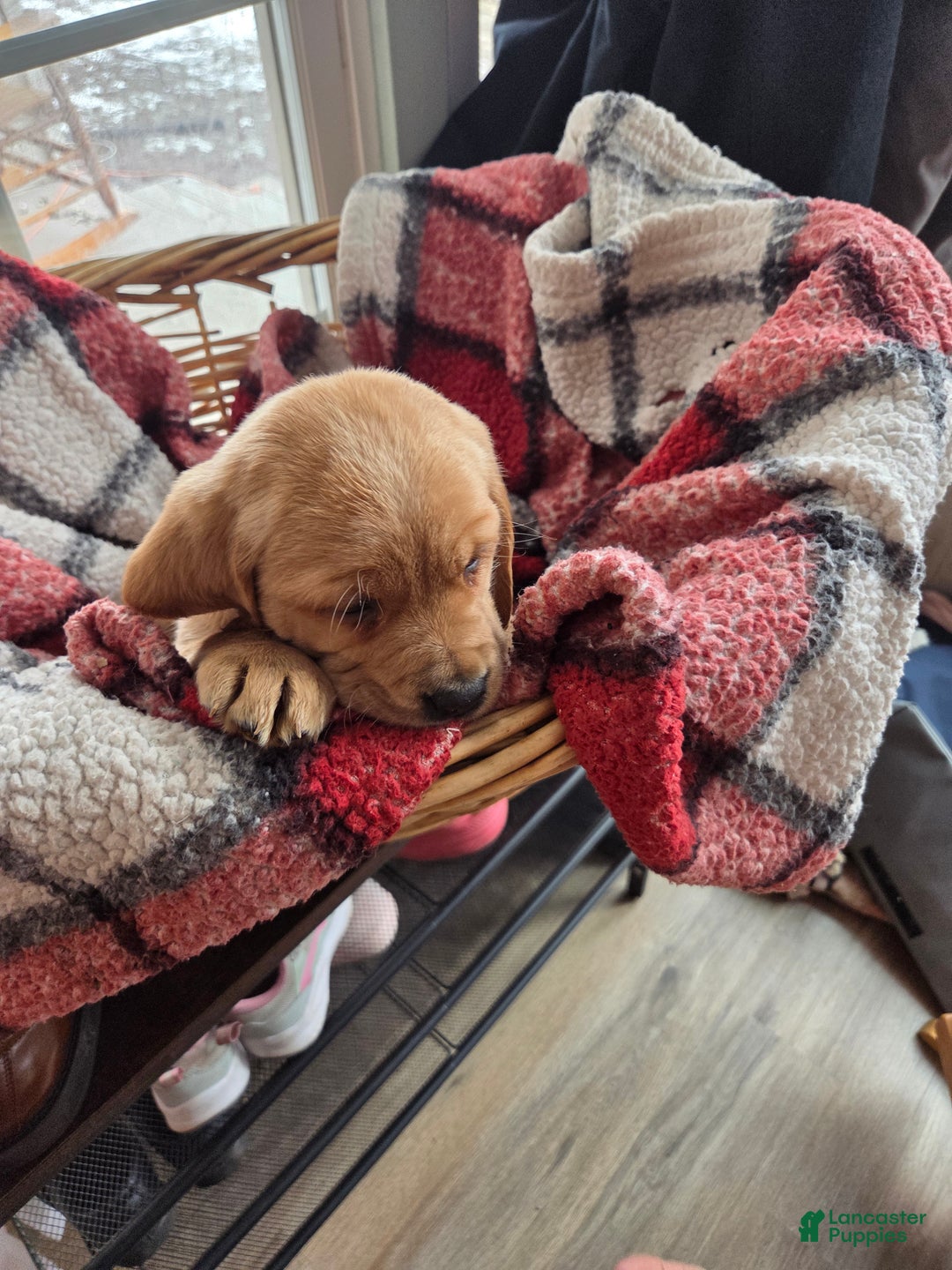 Mixed Breed dogs for sale: Labrador/Cocker Spaniel  - Ad 2