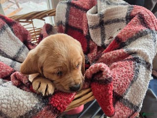 Mixed Breed dogs Labrador/Cocker Spaniel - Ad 39