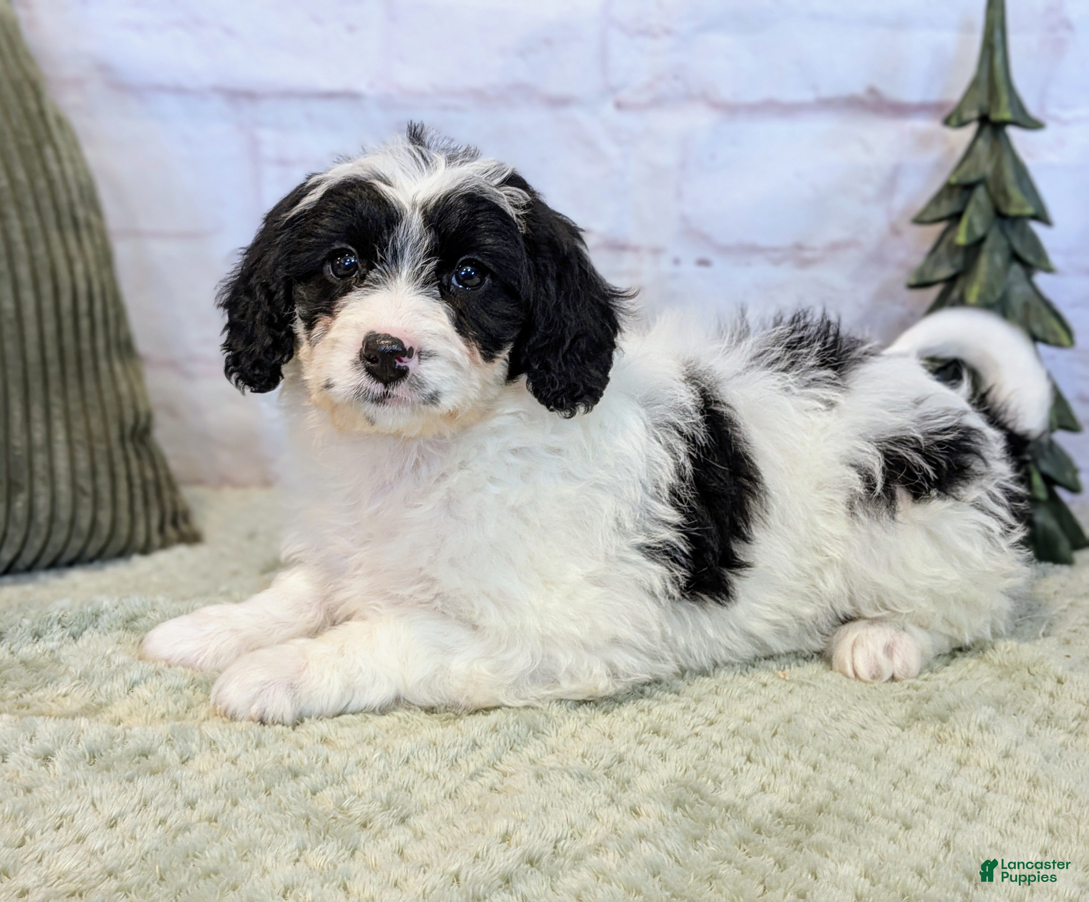 Mixed Breed dogs Ashton  - Ad 33