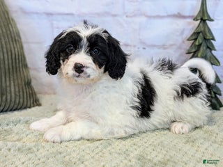 Mixed Breed dogs Ashton - Ad 33