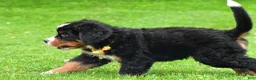 Bernese Mountain Dog dogs for sale: Neal - Ad 7