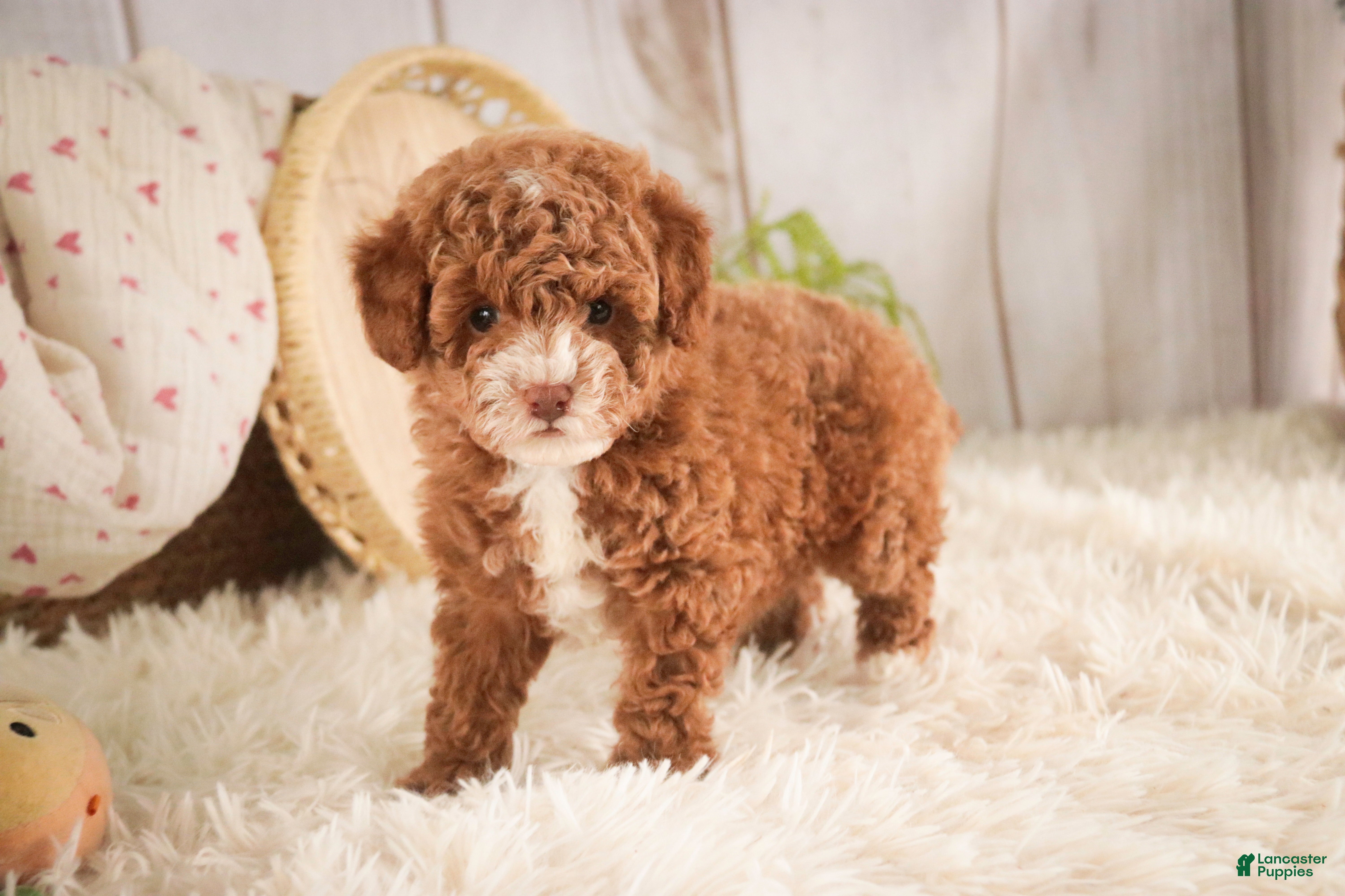 Miniature Poodle dogs Elenor - Ad 2