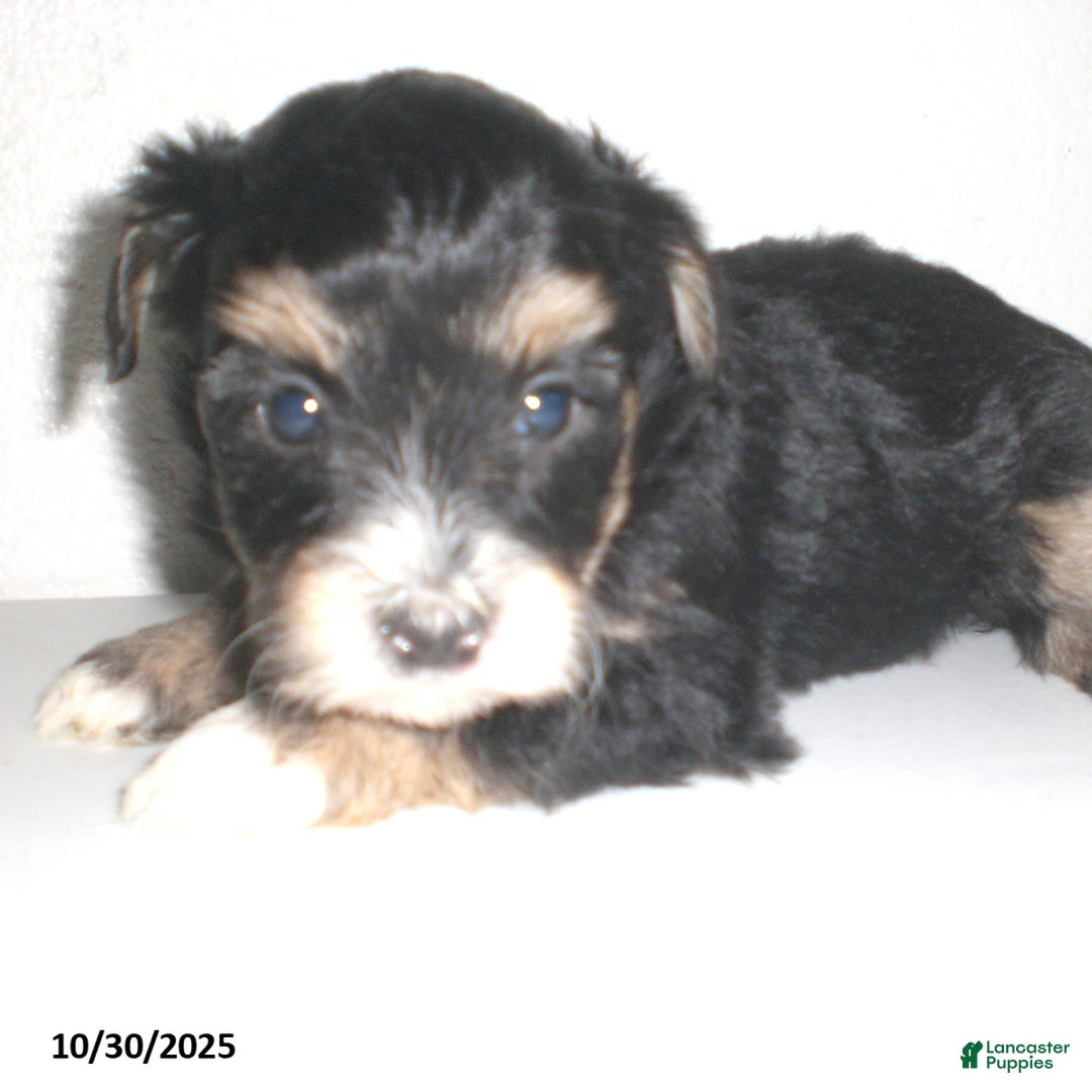 Yorkiepoo dogs for sale: Tina - Ad 20