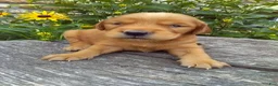 Mixed Breed dogs for sale: Victor - Ad 3