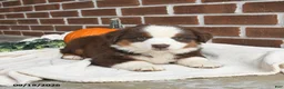 Miniature Australian Shepherd dogs for sale: Hickory - Ad 4