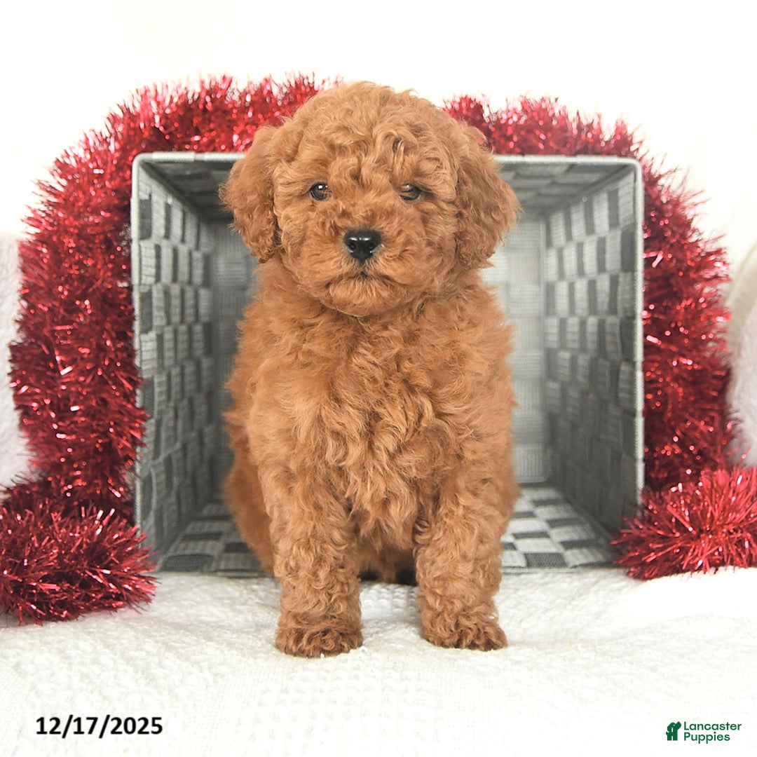 Miniature Poodle dogs for sale: Peppermint - Ad 1