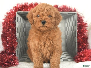 Miniature Poodle dogs Peppermint - Ad 28