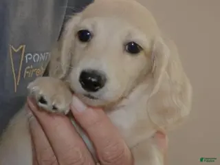 Miniature Dachshund dogs Puppy 6 - Ad 2