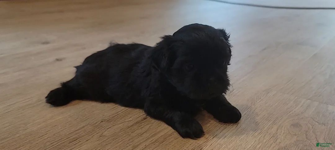 Shih Tzu dogs for sale: Sable - Ad 2