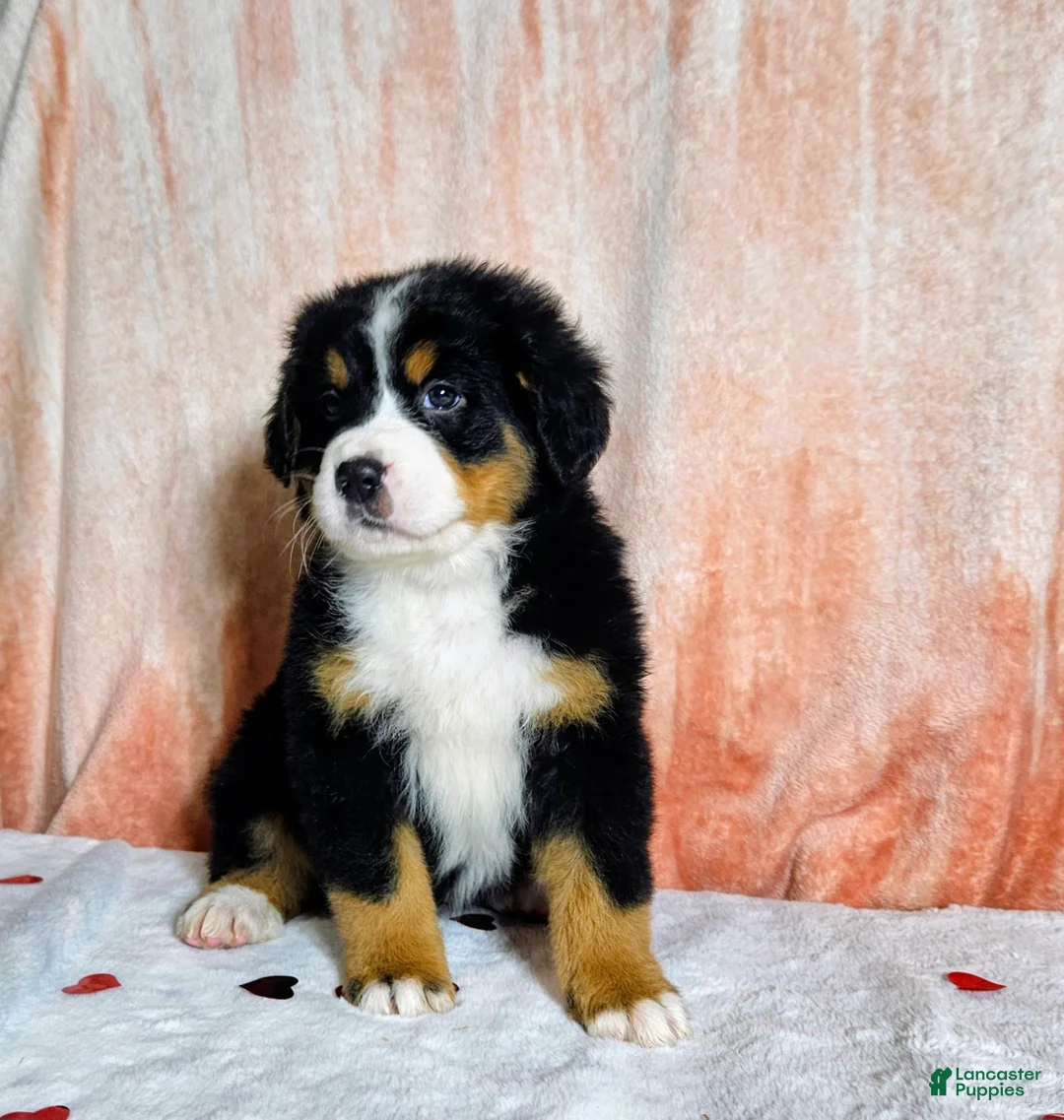 Bernese Mountain Dog dogs for sale: Hazel  - Ad 5