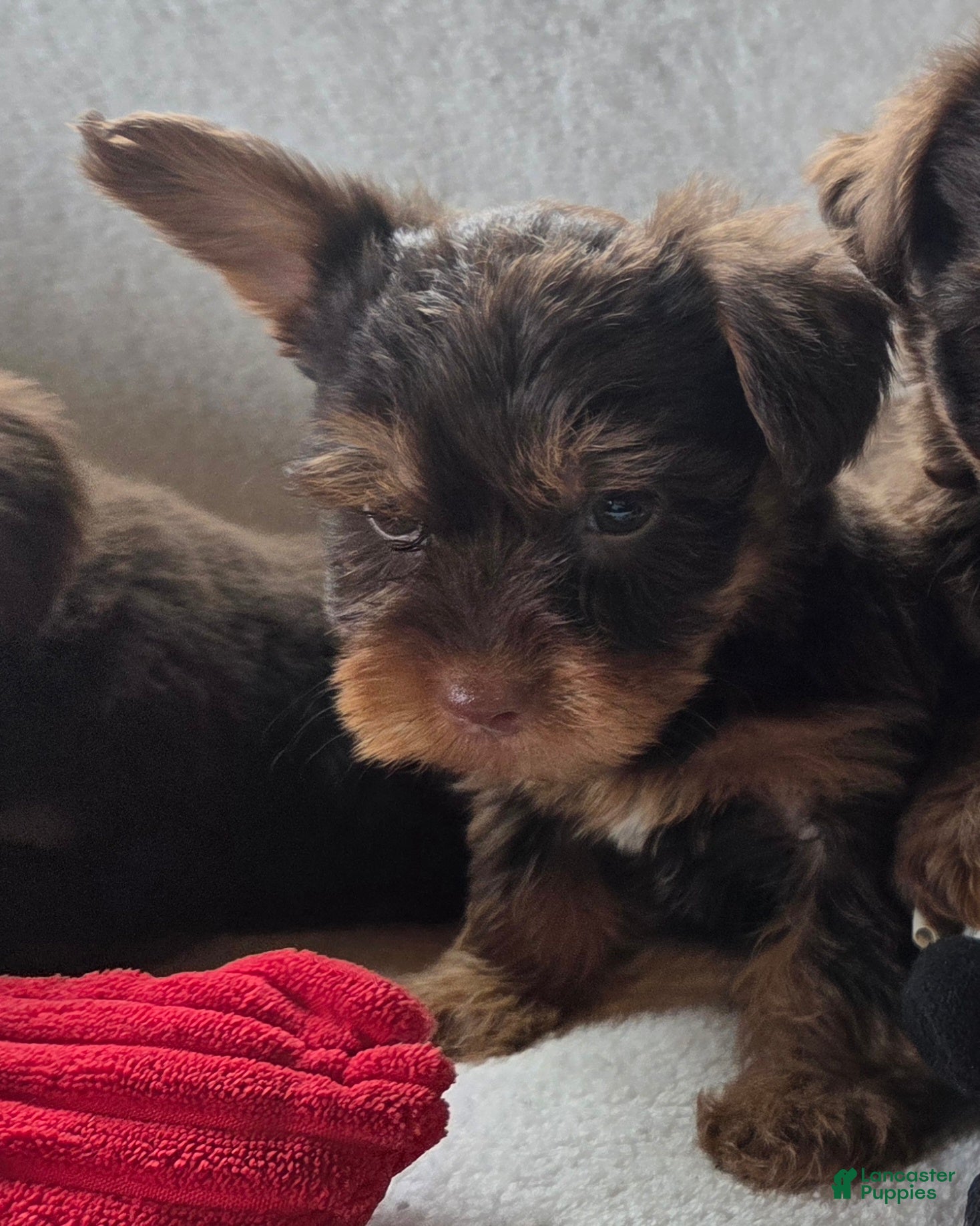 Yorkshire Terrier dogs Gizmo - Ad 2