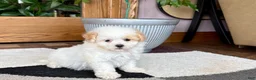 Maltipoo dogs for sale: Gigi - Ad 10