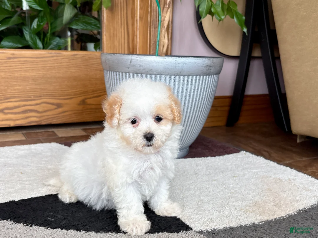 Maltipoo dogs for sale: Gigi - Ad 10