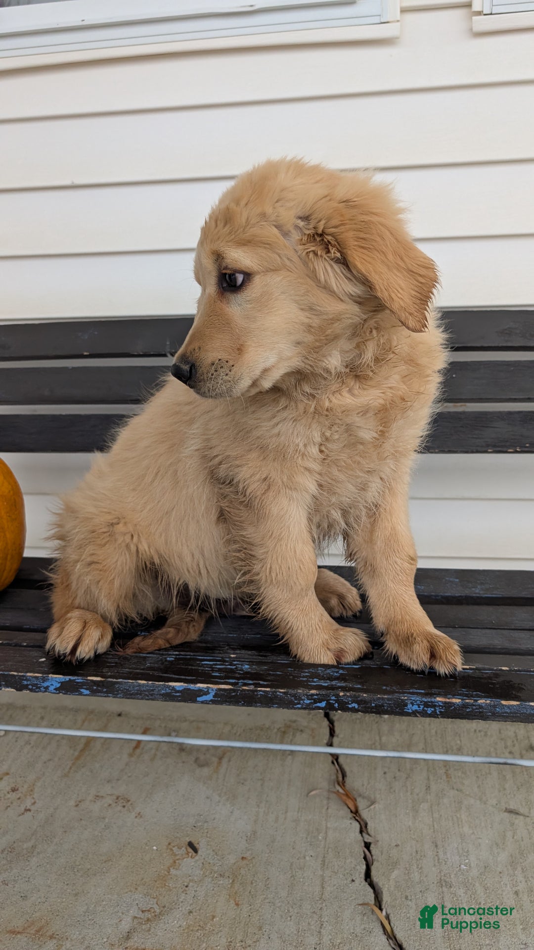 Golden Retriever dogs for sale: Captain  - Ad 6