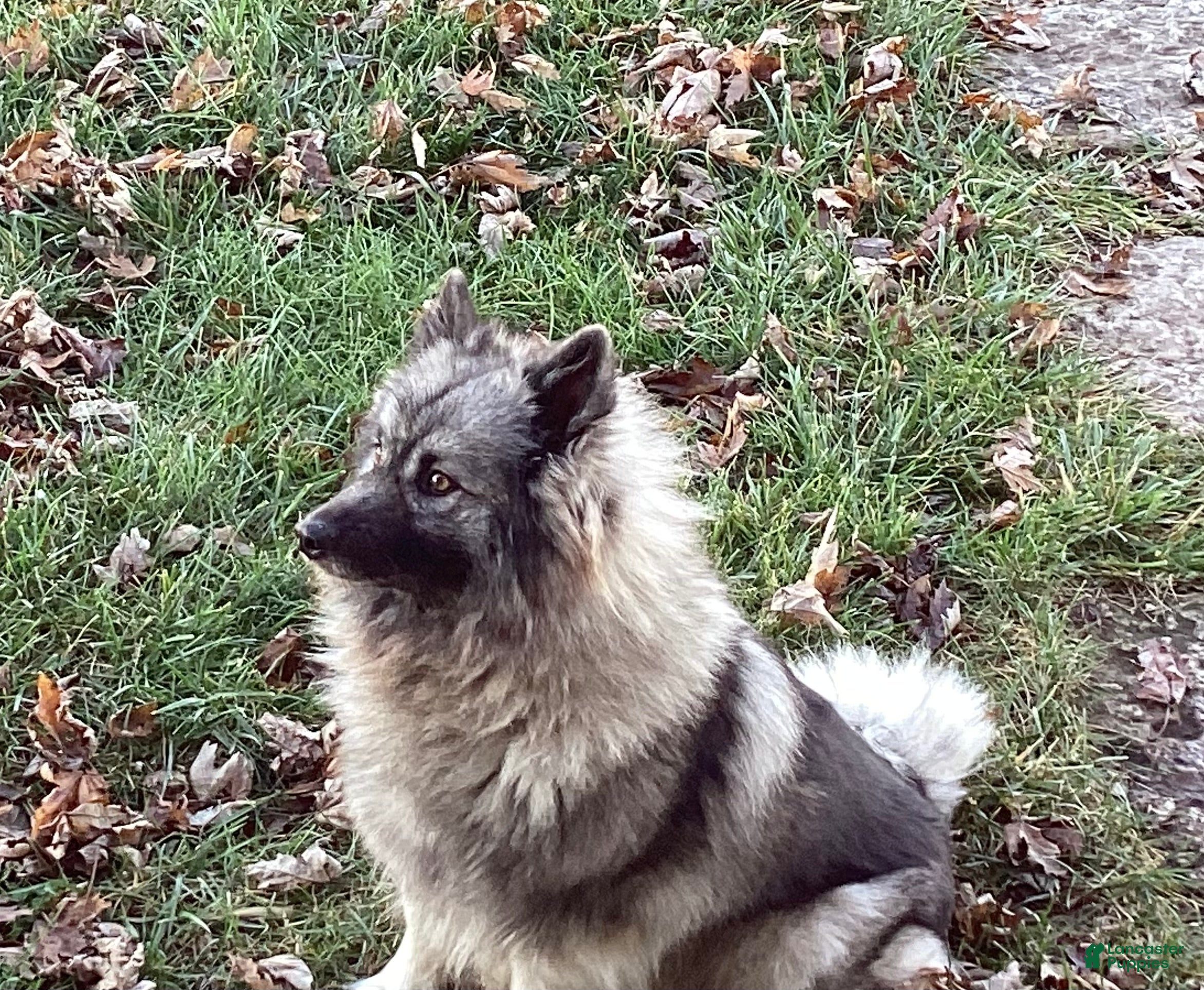 Keeshond dogs AKC Sage - Ad 11