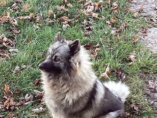 Keeshond dogs AKC Sage - Ad 11