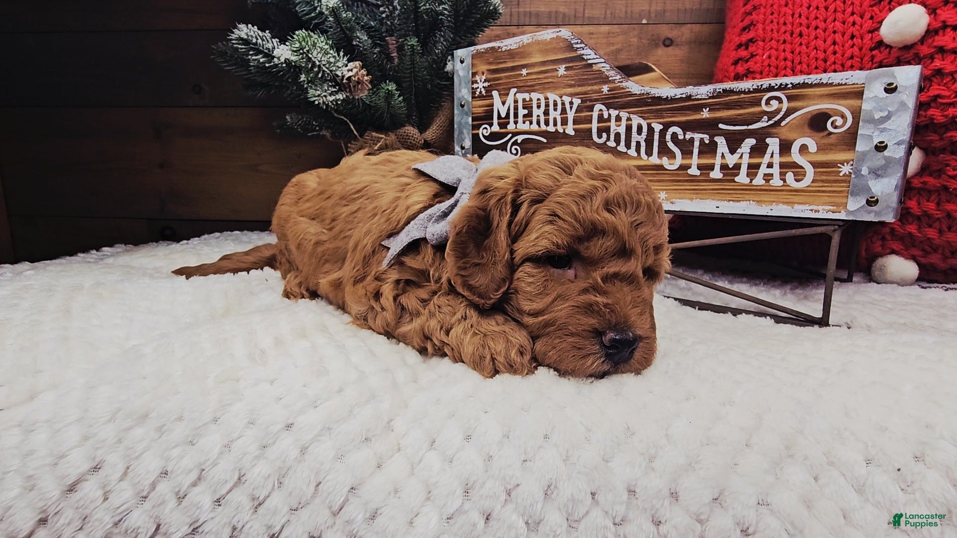 Mini Goldendoodle dogs Dasher - Ad 9