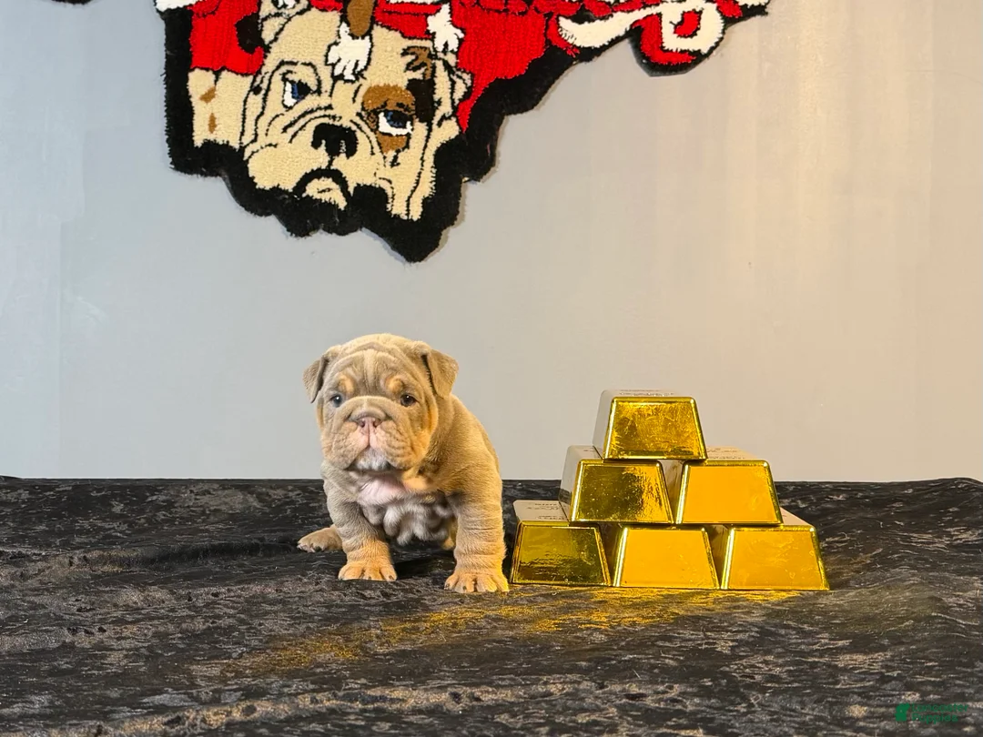 English Bulldog dogs for sale: English Bulldog Puppy 3 - Ad 3