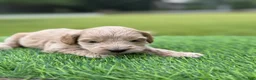 Cockapoo dogs for sale: Nova  - Ad 13