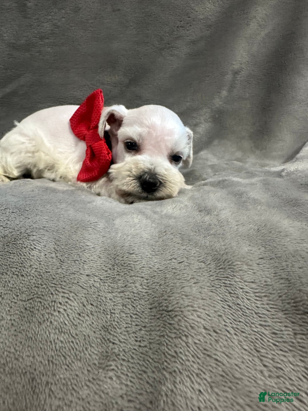 Miniature Schnauzer dogs for sale: Wynter - Ad 2