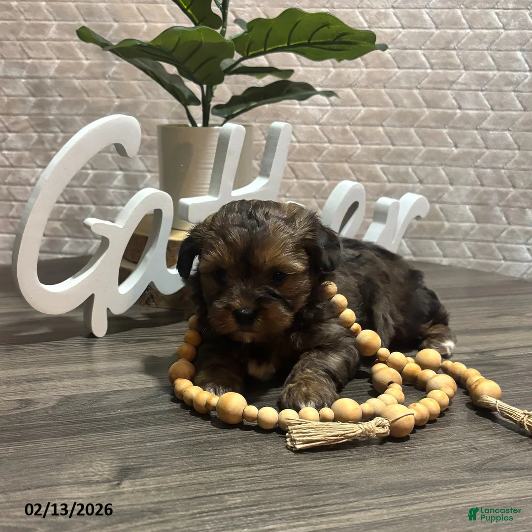 Shihpoo dogs for sale: Abby - Ad 3