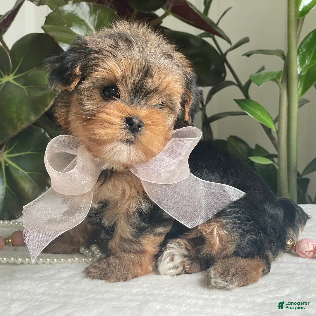 Biewer Terrier dogs for sale: Izzy - Ad 1