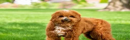 Cavapoo dogs for sale: Canonn - Ad 11