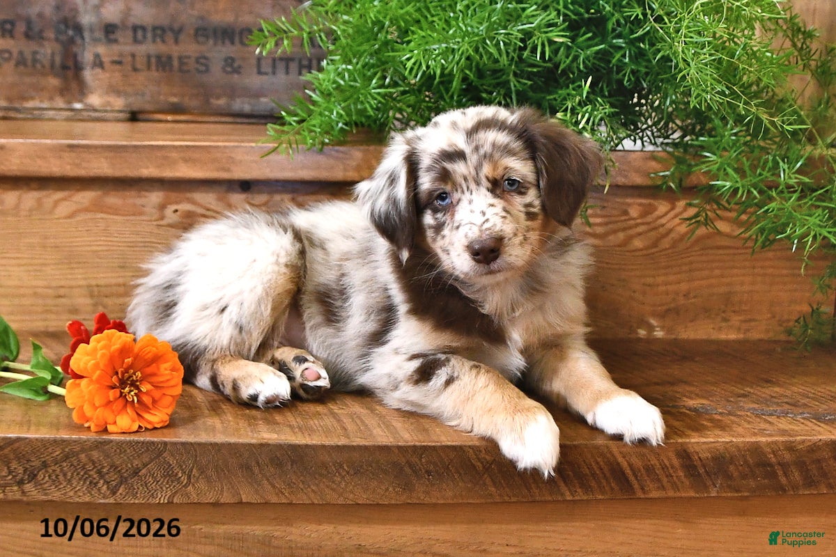 Australian Shepherd dogs Rusty - Ad 1