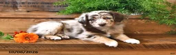 Australian Shepherd dogs for sale: Rusty - Ad 1