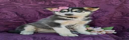 Siberian Husky dogs for sale: Josie - Ad 4