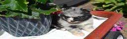 Pomeranian dogs for sale: Willow - Ad 3