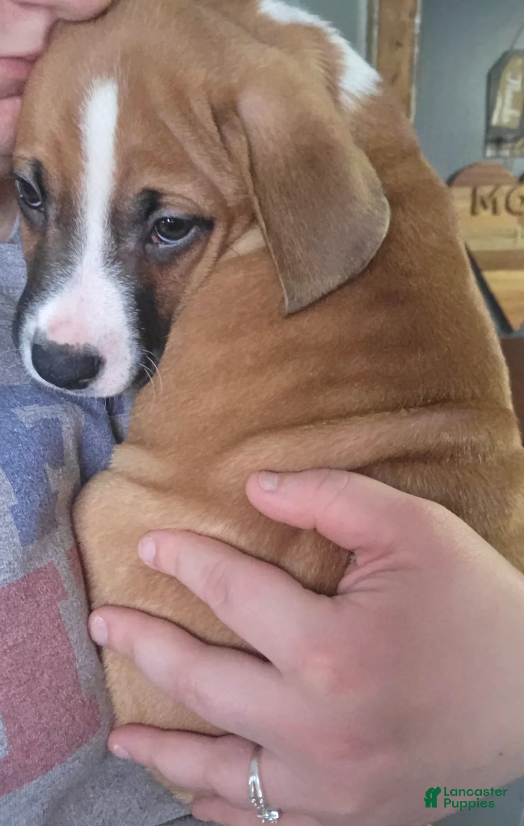 Mixed Breed dogs for sale: Bennie - Ad 1